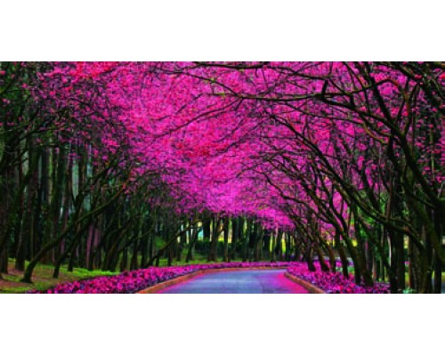 Desk Calendar DC 5